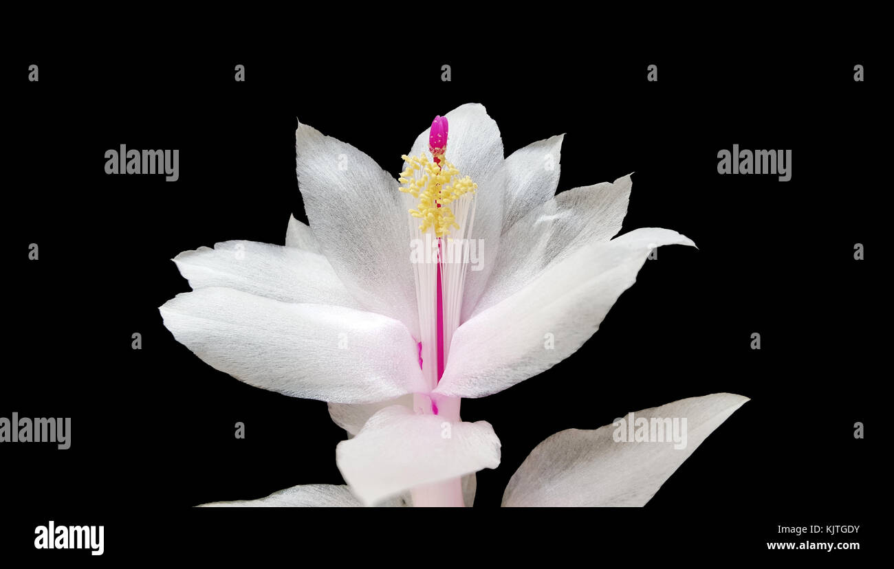 Chritsmas cactus Schlumbergera fotografía artística, Caracas, Venezuela Foto de stock