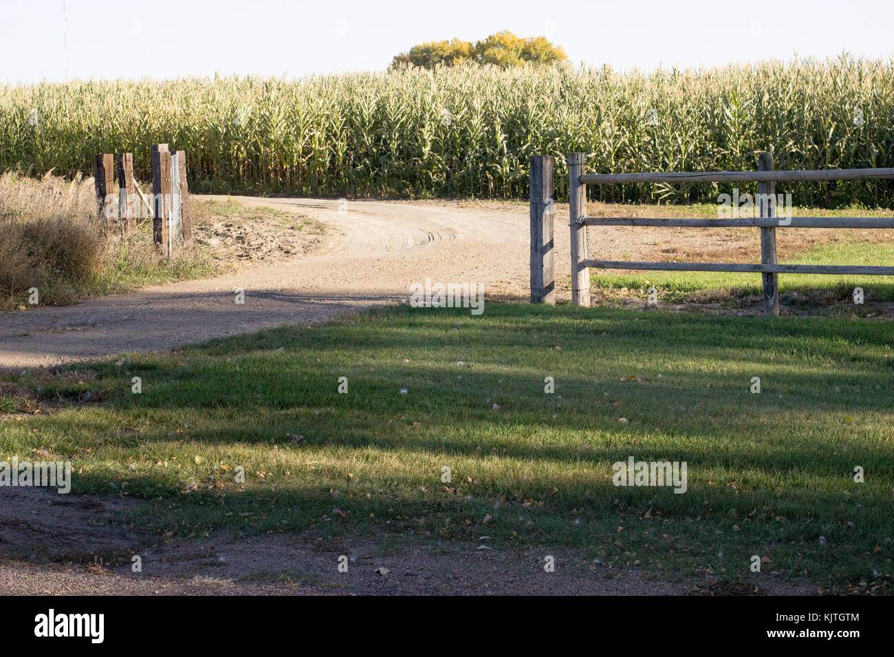 Paisaje de maíz presentó rodeado por una valla de madera desgastada en una sun lit granja y camino de tierra Foto de stock