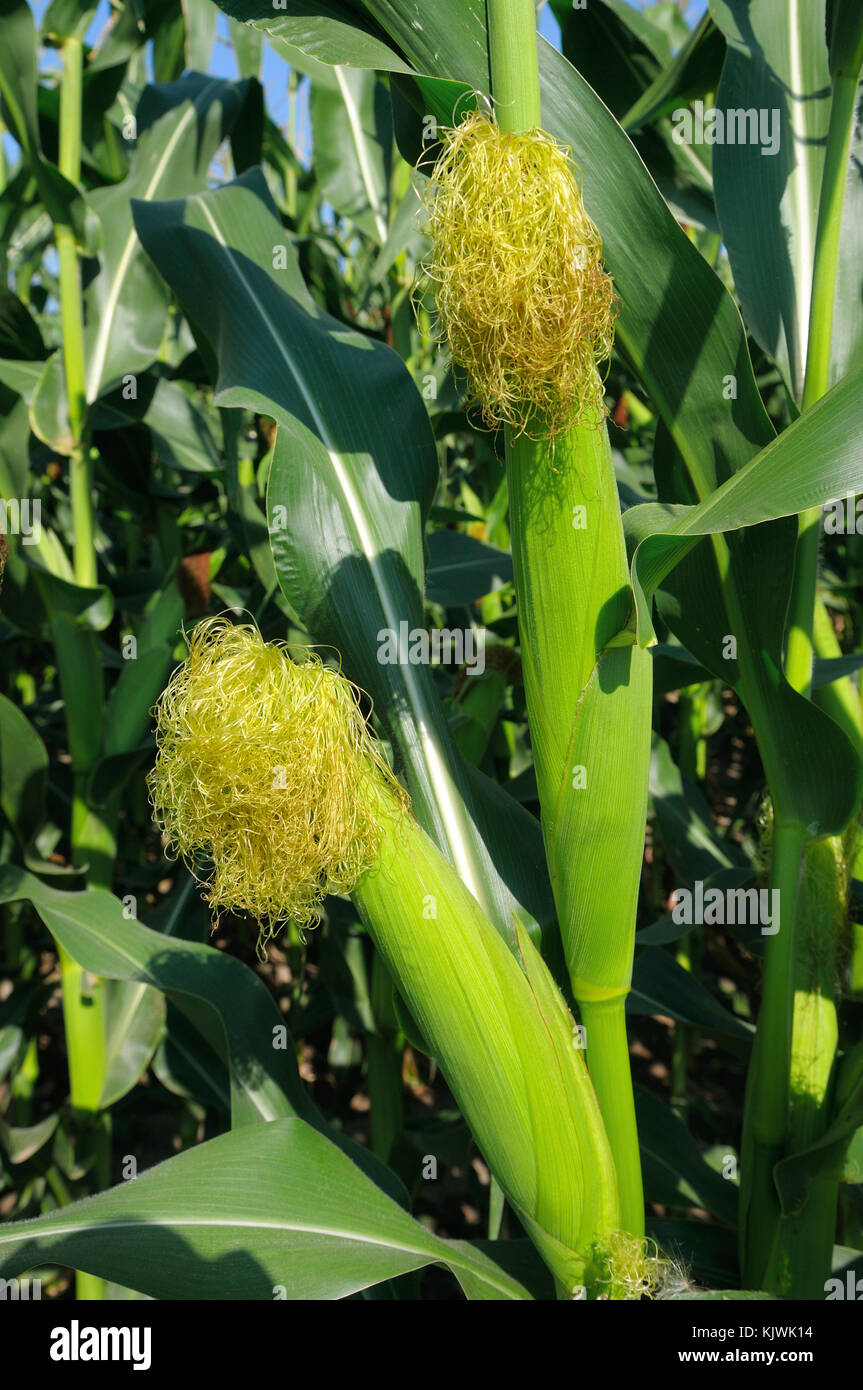 Las mazorcas de maíz en el tallo de un campo Foto de stock