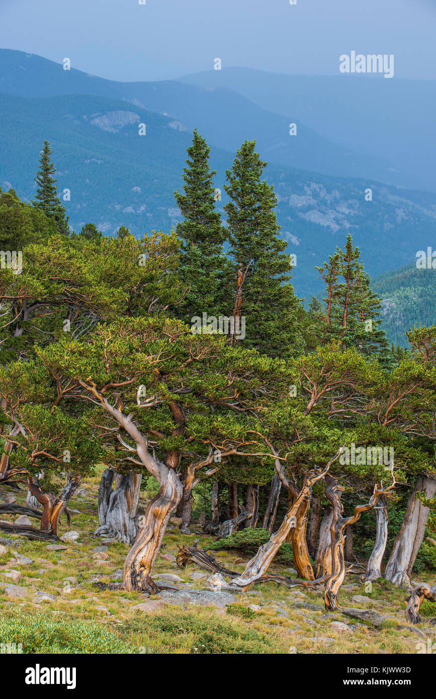 Cono de cerda de bosque de pinos (Pinus arista), Mt Goliat Área Natural, Colorada, EE.UU. por Bruce Montagne/Dembinsky Foto Assoc Foto de stock
