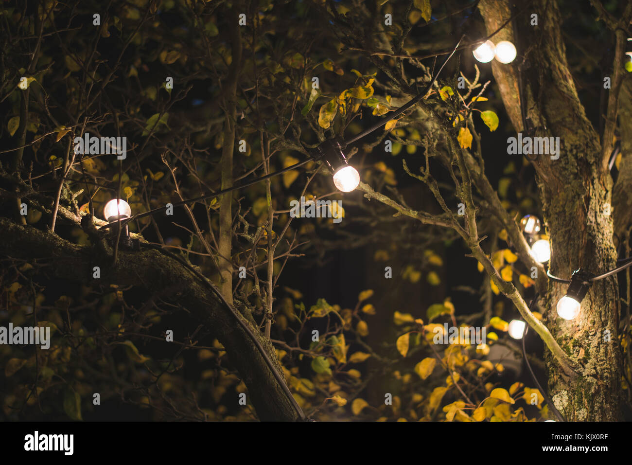 Las luces en el árbol. Foto de stock