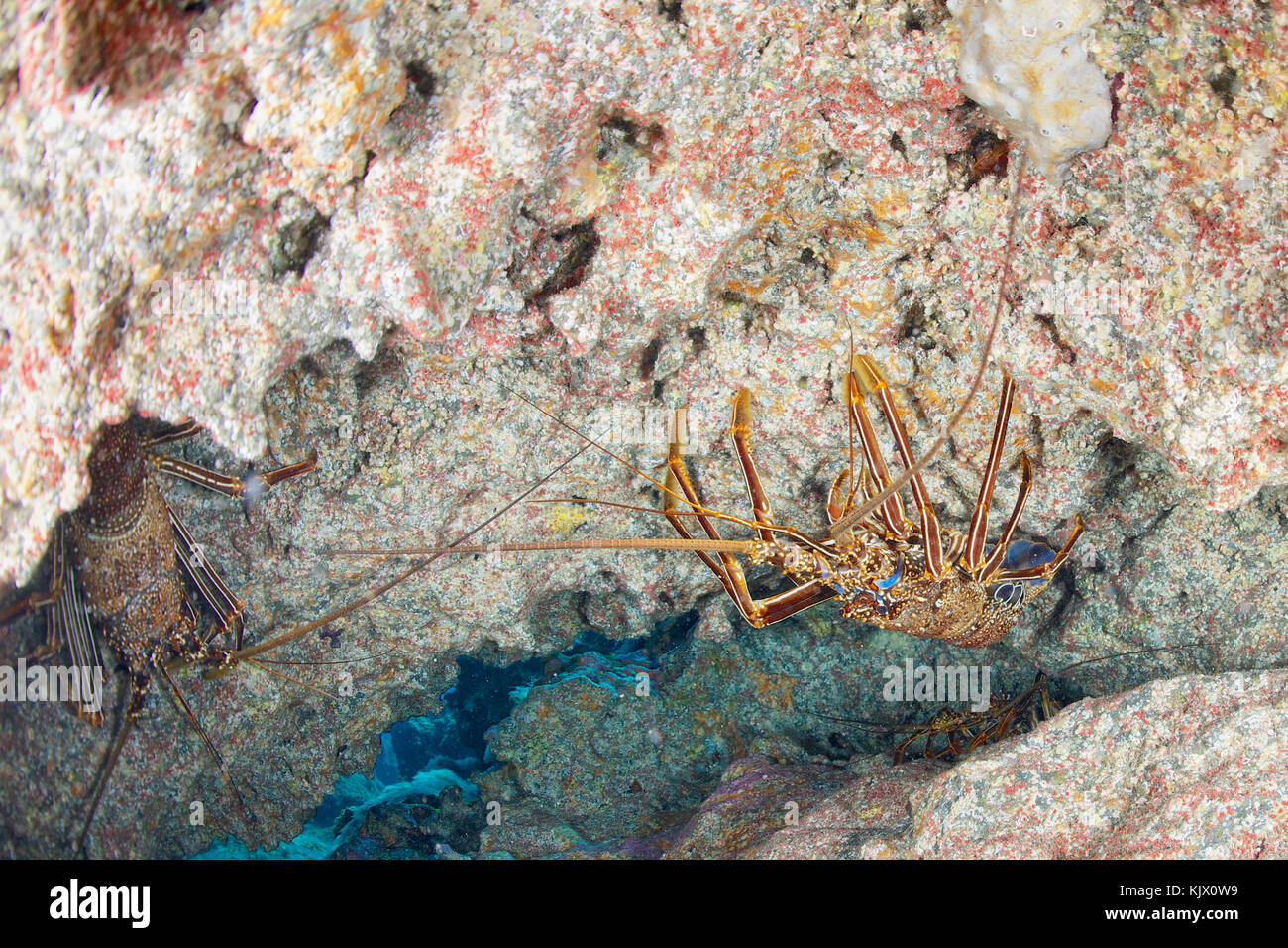 Langostas de arrecifes fotografías e imágenes de alta resolución - Alamy