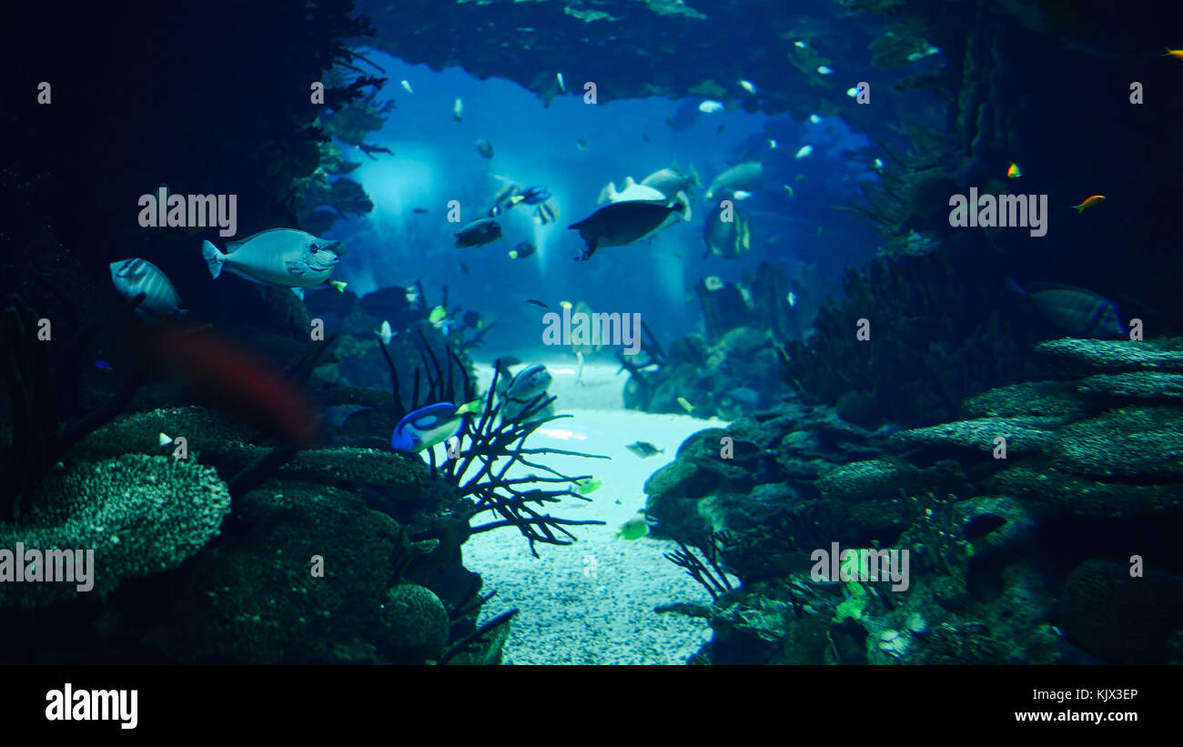 Deep Ocean coloridos peces nadando en gran acuario Foto de stock