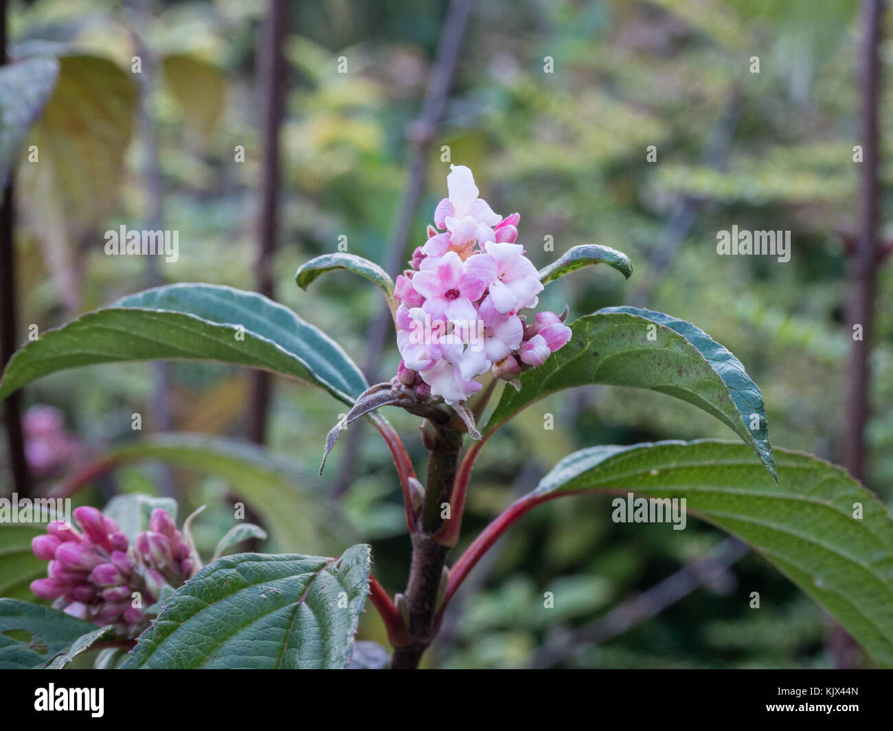 Cerca de las flores rosadas de Viburnum bodnantense x 'Dawn' Foto de stock