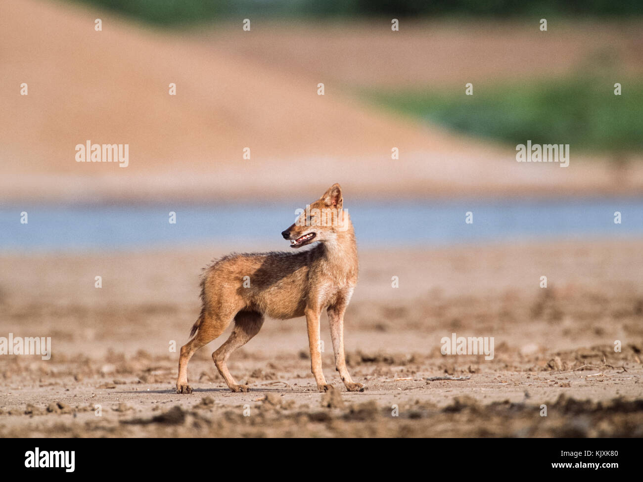 El Chacal, indio Canis aureus indicus, el parque nacional de Keoladeo Ghana, Bharatpur, Rajasthan, India Foto de stock