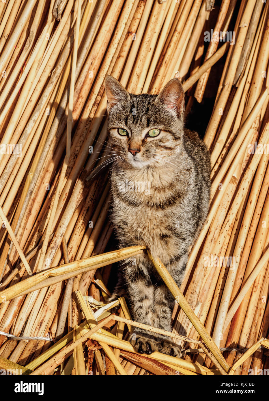 Gato andino peru fotografías e imágenes de alta resolución - Alamy