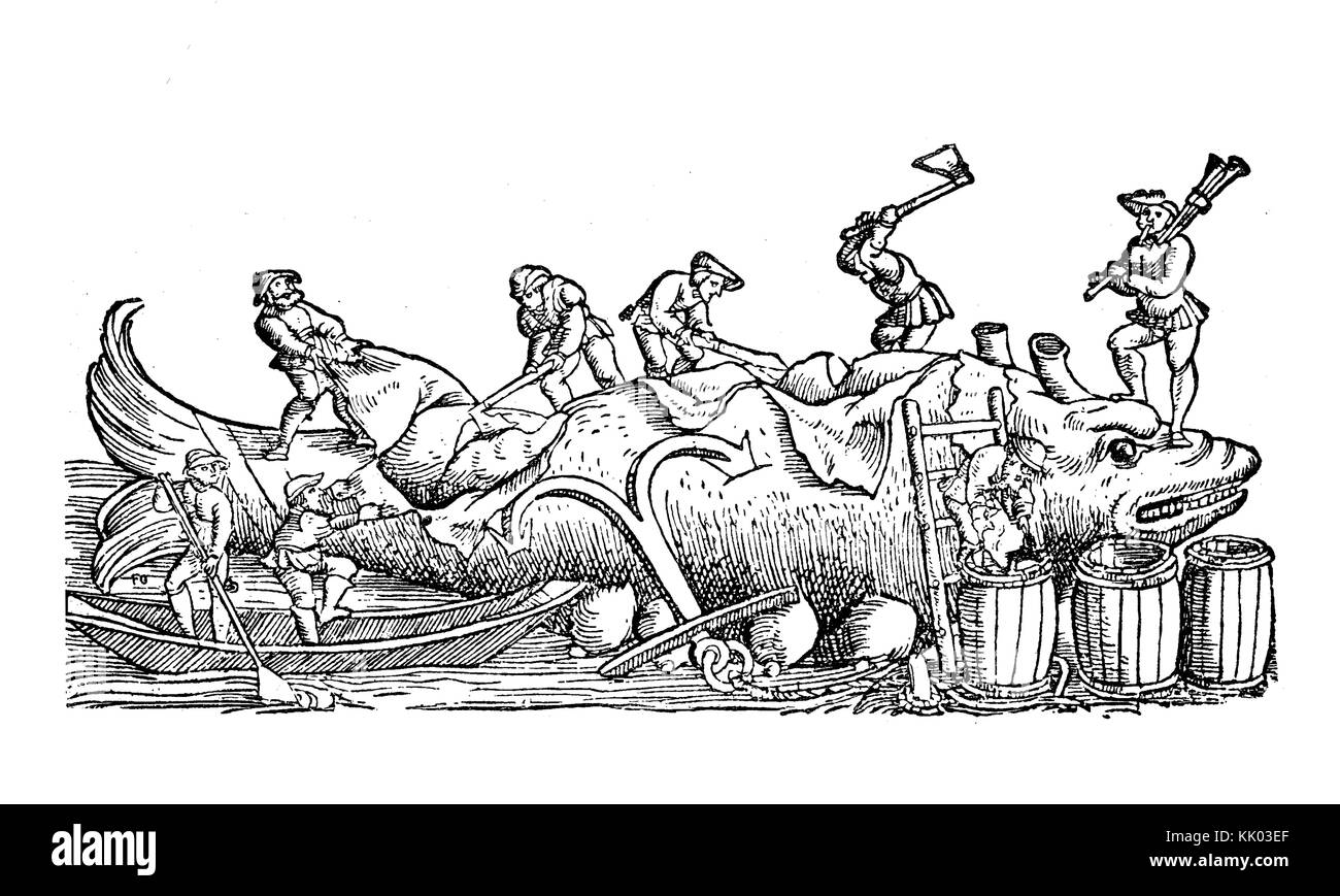 Los pescadores flensing una ballena, pelar la capa exterior de la piel grasa del cuerpo, ilustración vintage Foto de stock