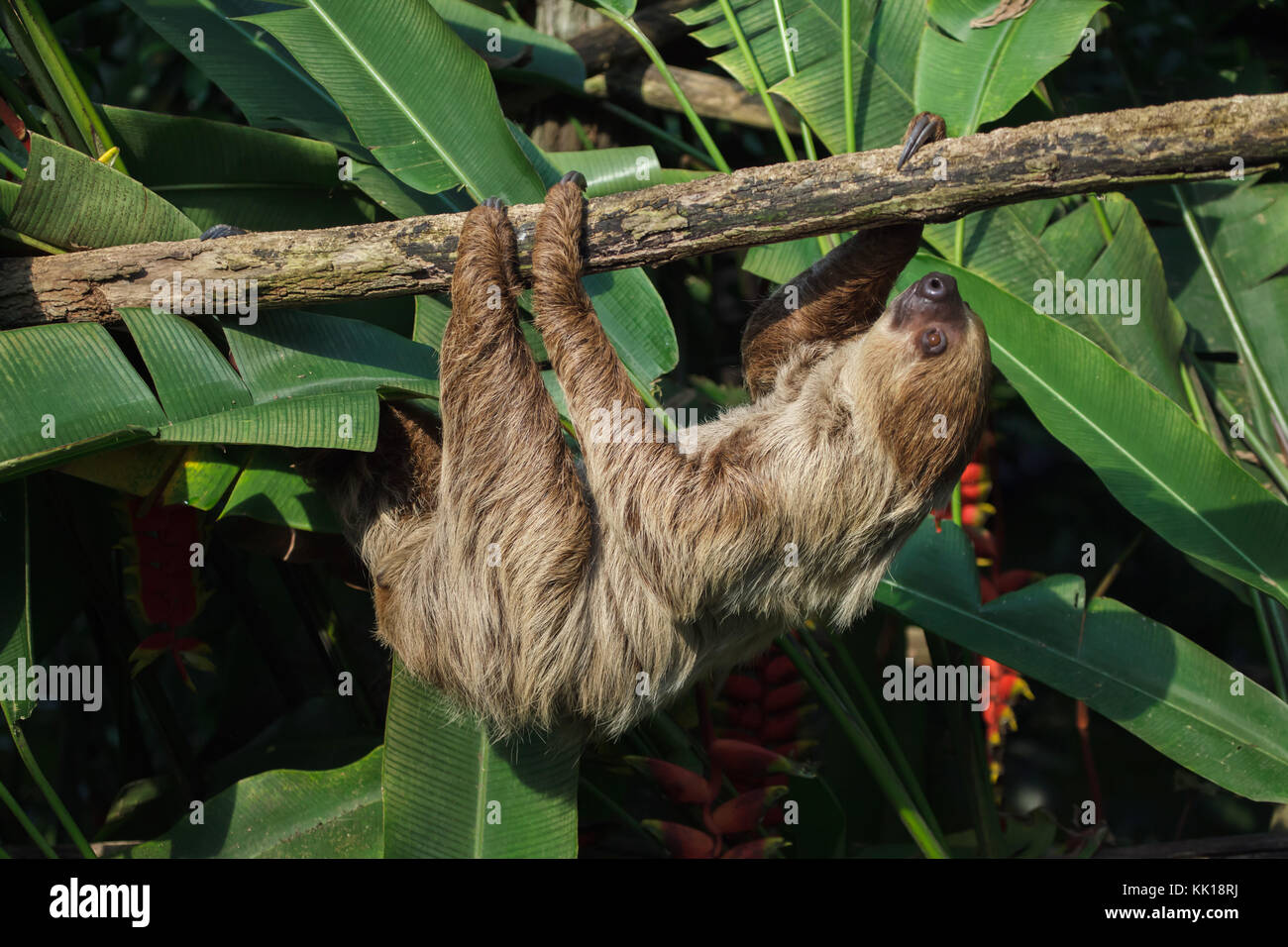 Linneo dos dedos cada sloth (Choloepus didactylus), también conocido como el sur de dos vetado la pereza. Foto de stock