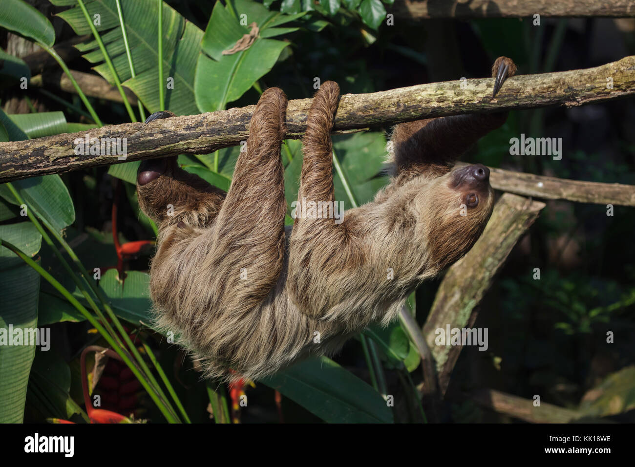 Linneo dos dedos cada sloth (Choloepus didactylus), también conocido como el sur de dos vetado la pereza. Foto de stock
