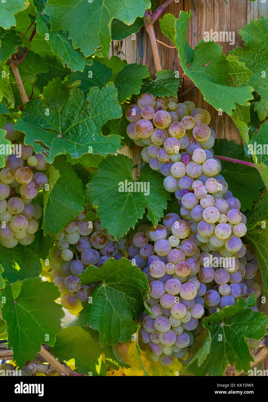Los racimos de uvas de vino creciendo a un viñedo en Colorado Foto de stock