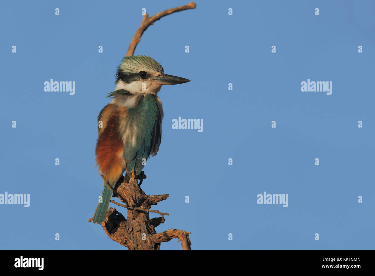 Rojo-respaldado Kingfisher Foto de stock