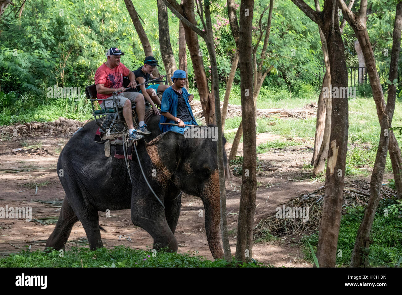 Elefante de Safari en Koh Samui, Tailandia Foto de stock