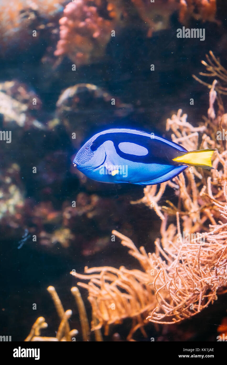 Peces tang azul paracanthurus hepatus nadar en agua. pez popular en acuario marino, necesita un gran acuario de coral para poder vivir en cautividad Foto de stock