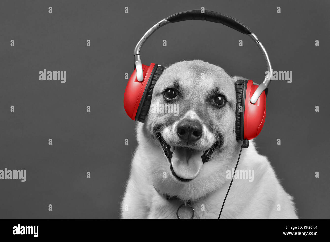 Con auriculares de DJ doggy rojo con espacio para su tipo en blanco y negro. Foto de stock
