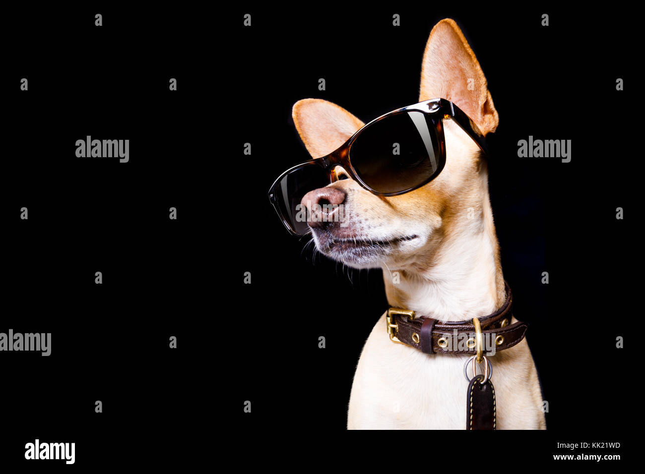 Cool moda perro chihuahua posando con gafas de sol mirando hacia arriba  como un modelo , aislado sobre fondo negro Fotografía de stock - Alamy