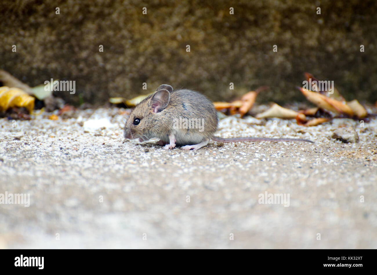 Madera (Apodemus sylvaticus) del ratón en un patio con jardín, Kent, Inglaterra. Foto de stock