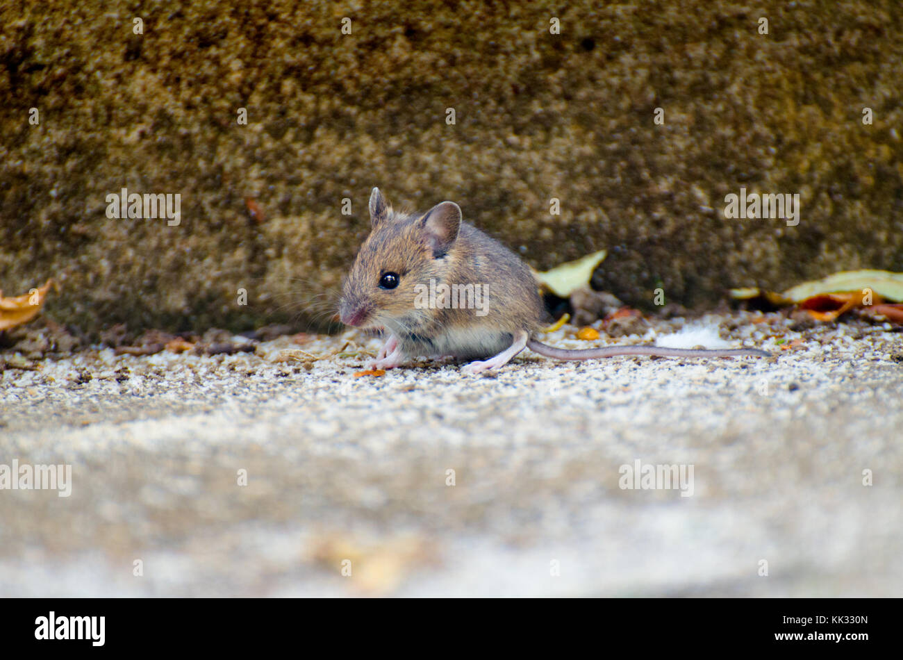 Madera (Apodemus sylvaticus) del ratón en un patio con jardín, Kent, Inglaterra. Foto de stock