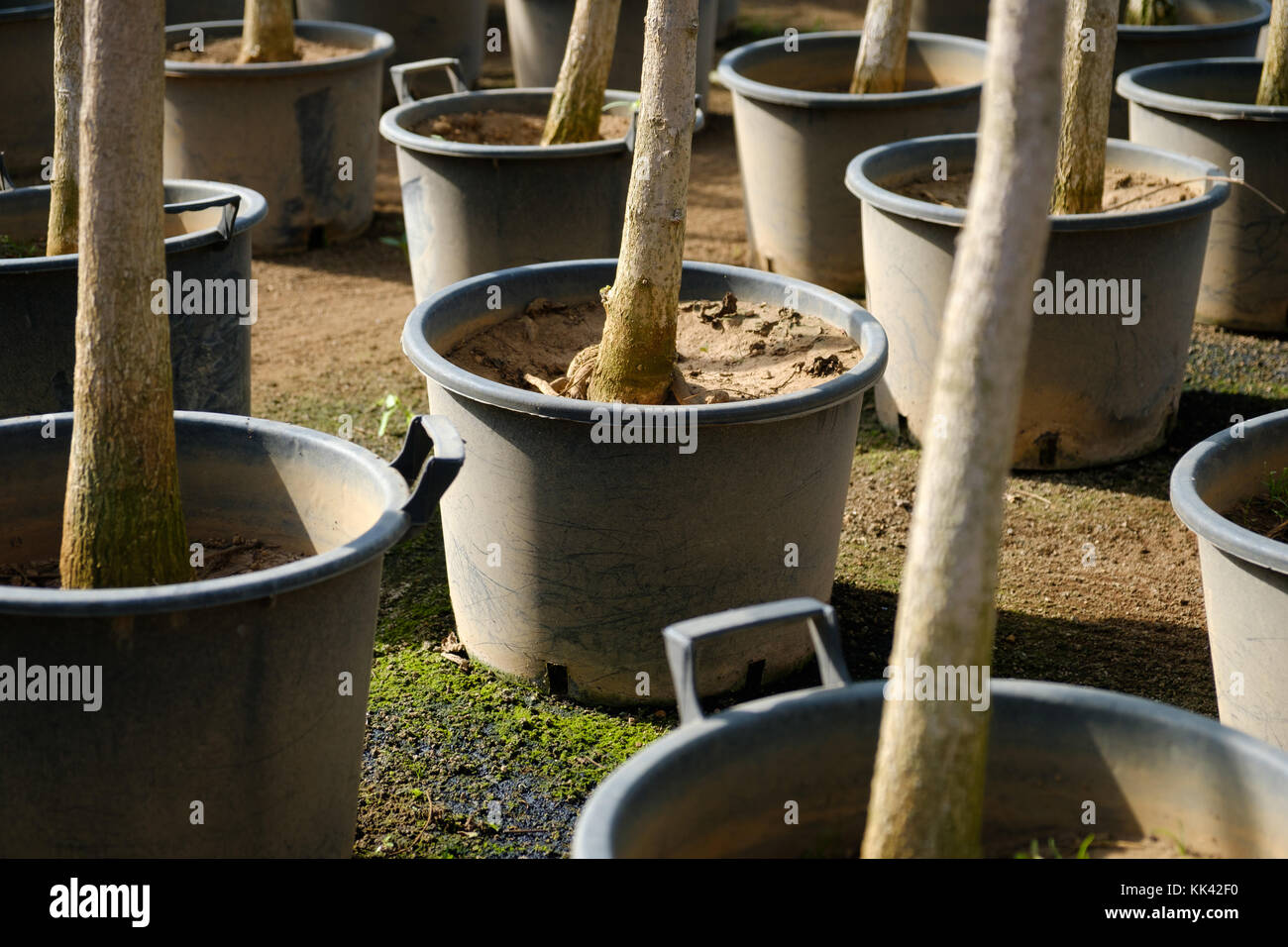 Los árboles de vivero, plantando árboles de jardín Foto de stock