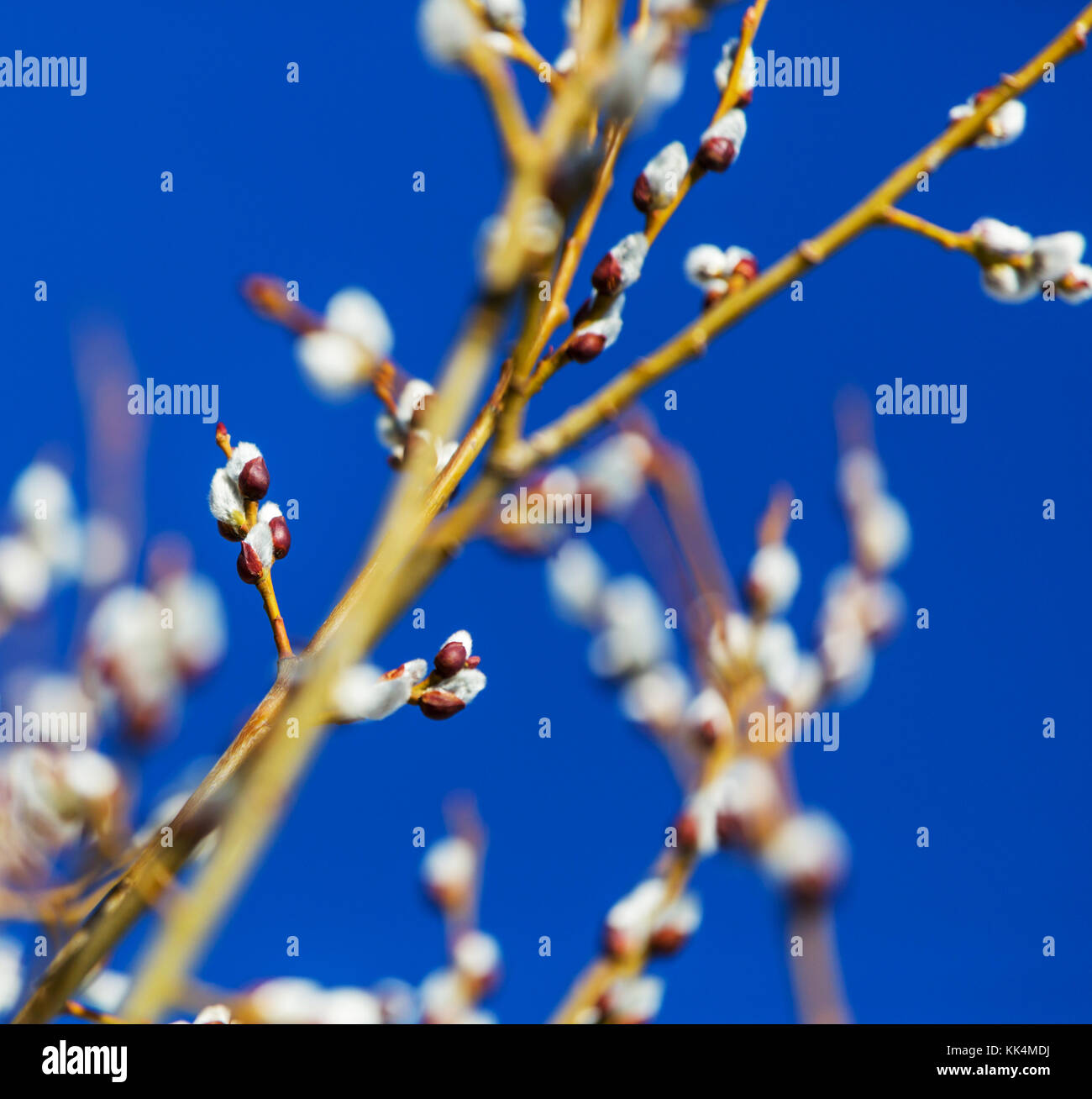 Pussi fotografías e imágenes de alta resolución - Alamy