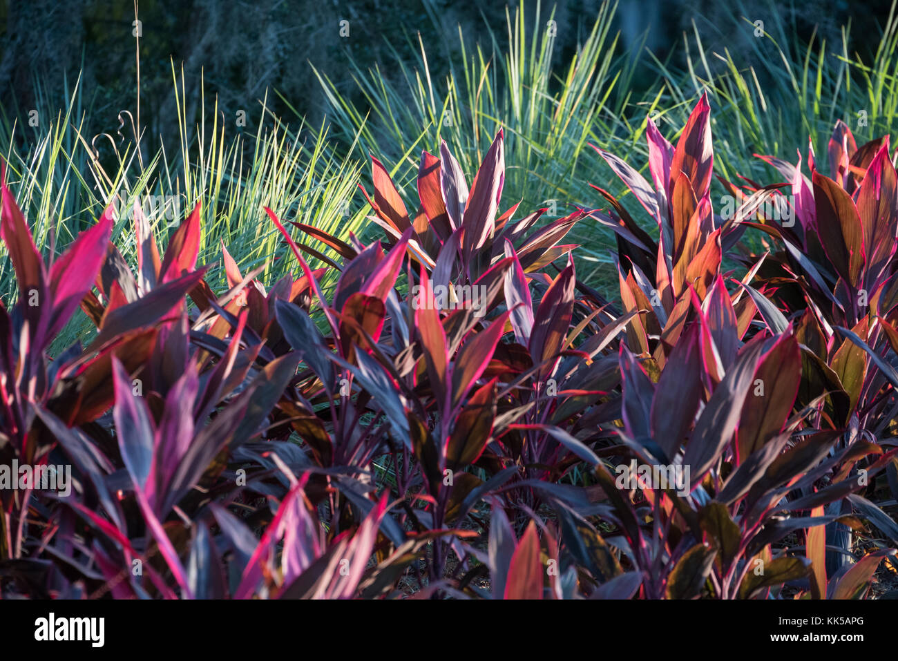 Iluminada por el sol de la florida en sawgrass club de jugadores de paisajismo en Ponte Vedra Beach, Florida. (Ee.Uu.) Foto de stock