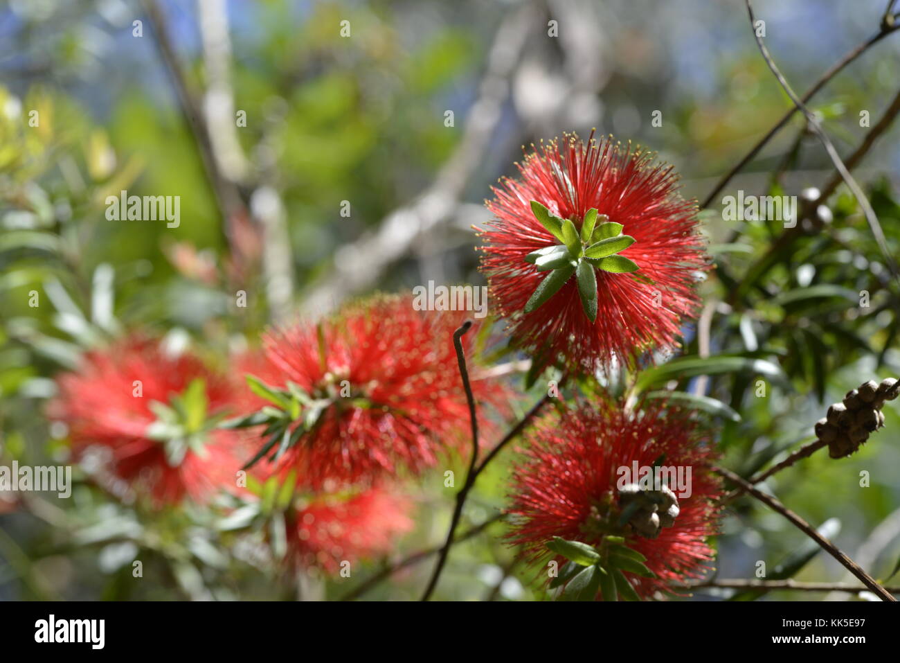 Las flores caídas wallaman bottlebrush, área de camping, parque nacional girringun, Queensland, Australia Foto de stock