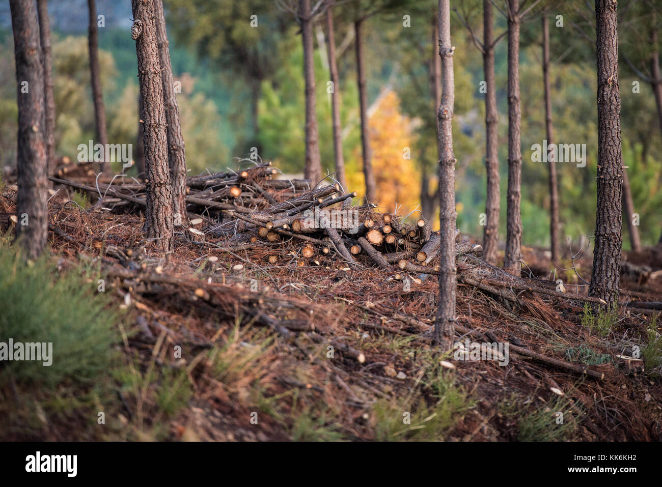 Los detalles de los restos de unos pinos troncos talados en una  deforestación en Valencia de Alcántara, Extremadura, España, cerca de la  frontera con Portugal Fotografía de stock - Alamy