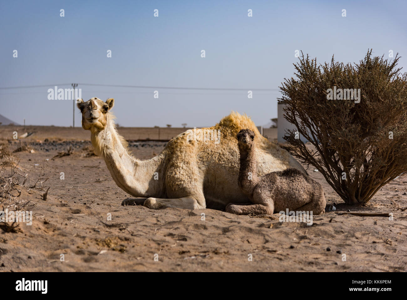 Madre e hijos de camello en una granja de camellos en el desierto del norte-este de Jeddah, Arabia Saudita. Foto de stock