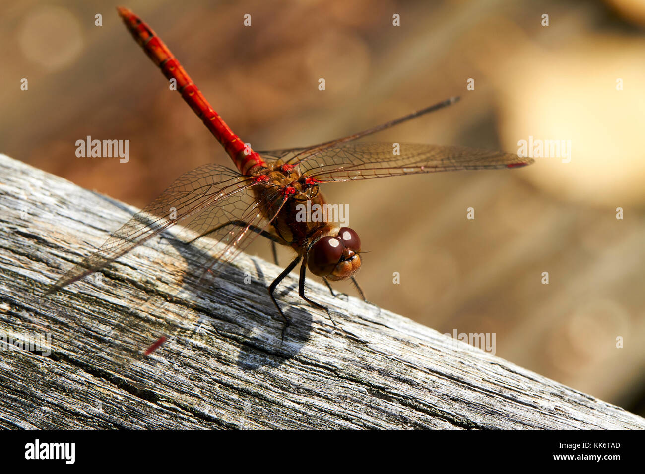 Alas amarillas Darter Dragonfly, F. Gomphidae, Sympetrum flaveolum en reposo Foto de stock