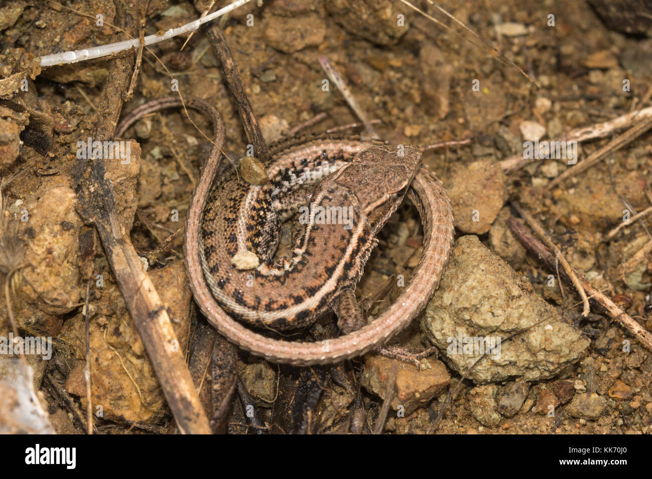 Lagarto de ojos de serpiente (snake-eyed, Ophisops lacertid elegans) en la Península de Akamas en Chipre, Europa Foto de stock