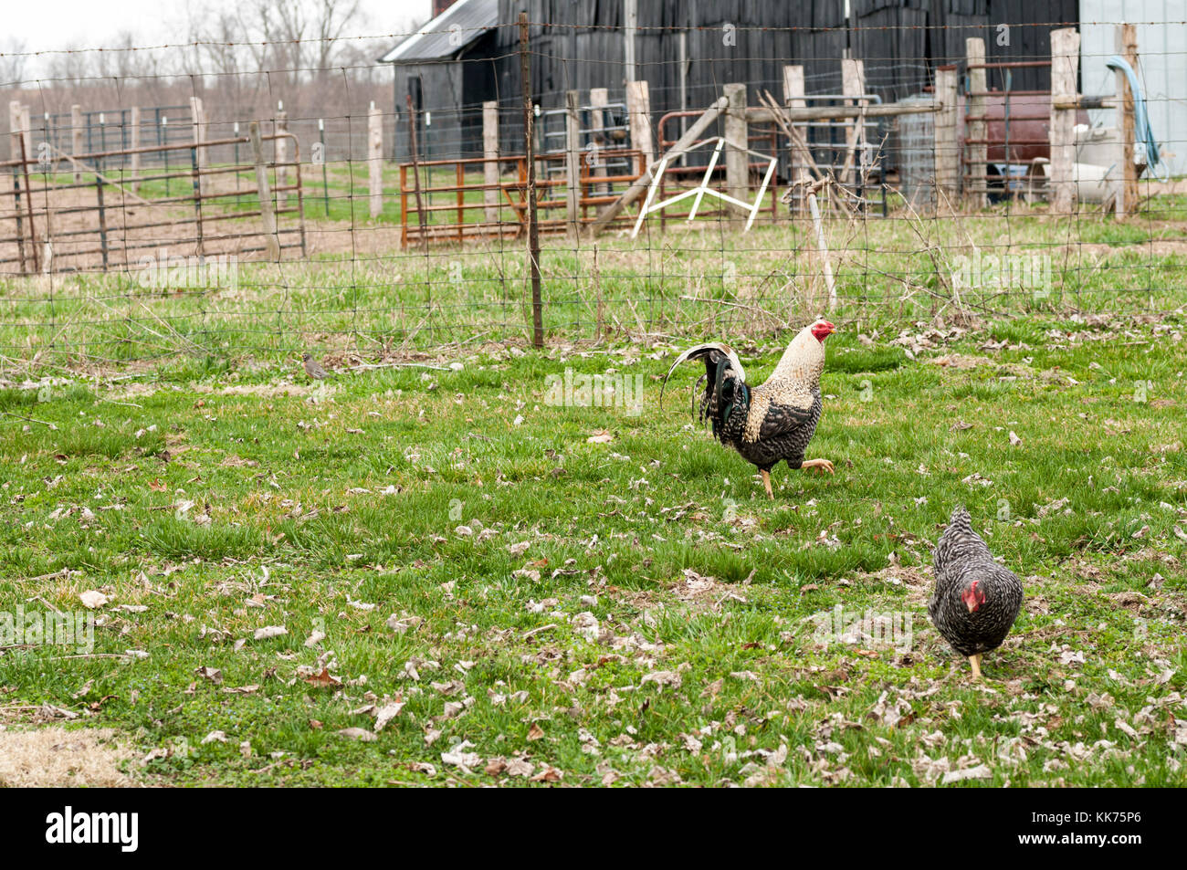 Plymouth Rock dos pollos en un granero en Kentucky, EE.UU. Foto de stock