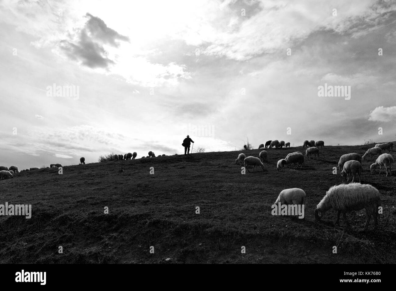 Un viejo pastor y sus ovejas de licitación en los campos del sur de Kosovo Foto de stock