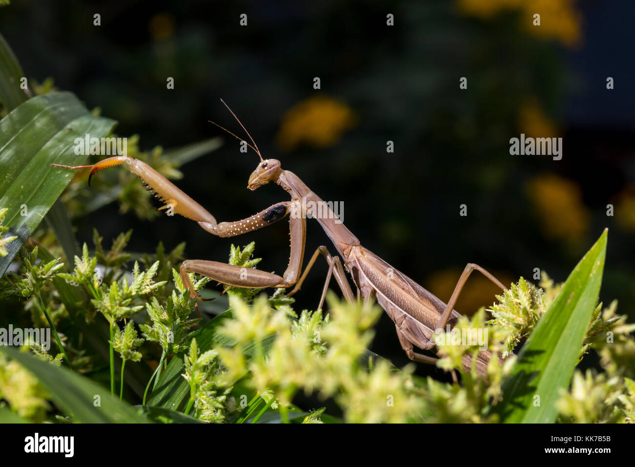 1, una mantis religiosa, orando mantid, novato, Marin County, California Foto de stock