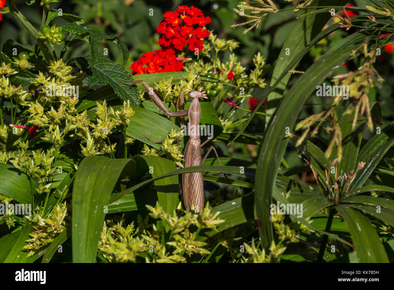 1, una mantis religiosa, orando mantid, novato, Marin County, California Foto de stock