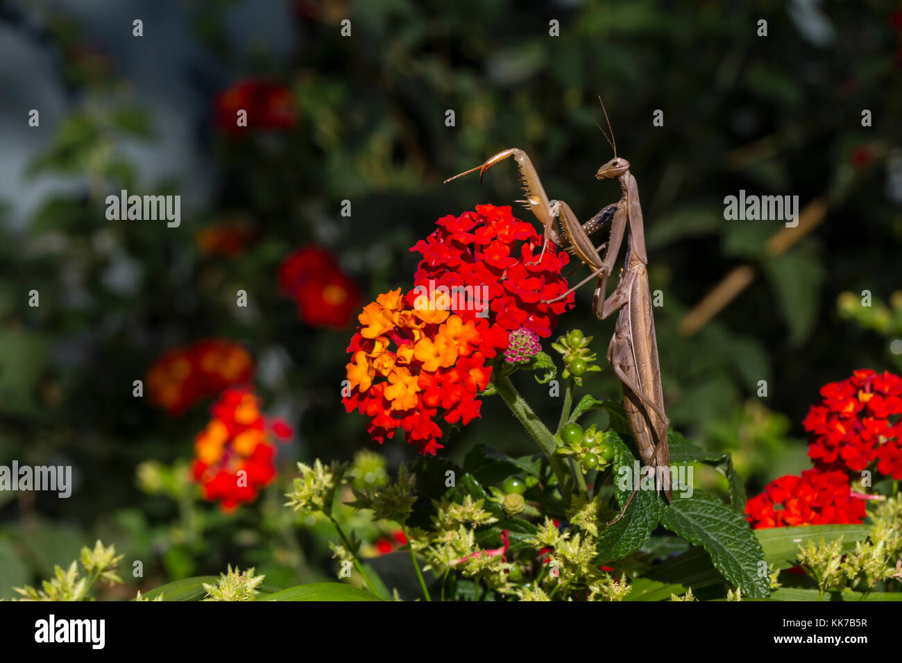 1, una mantis religiosa, orando mantid, novato, Marin County, California Foto de stock