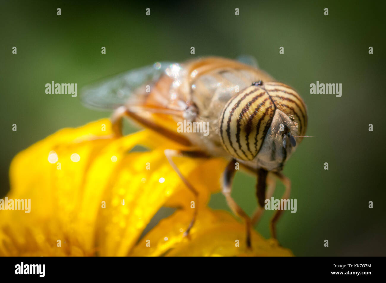Primer plano de una abeja sobre una flor amarilla a la primera luz Foto de stock