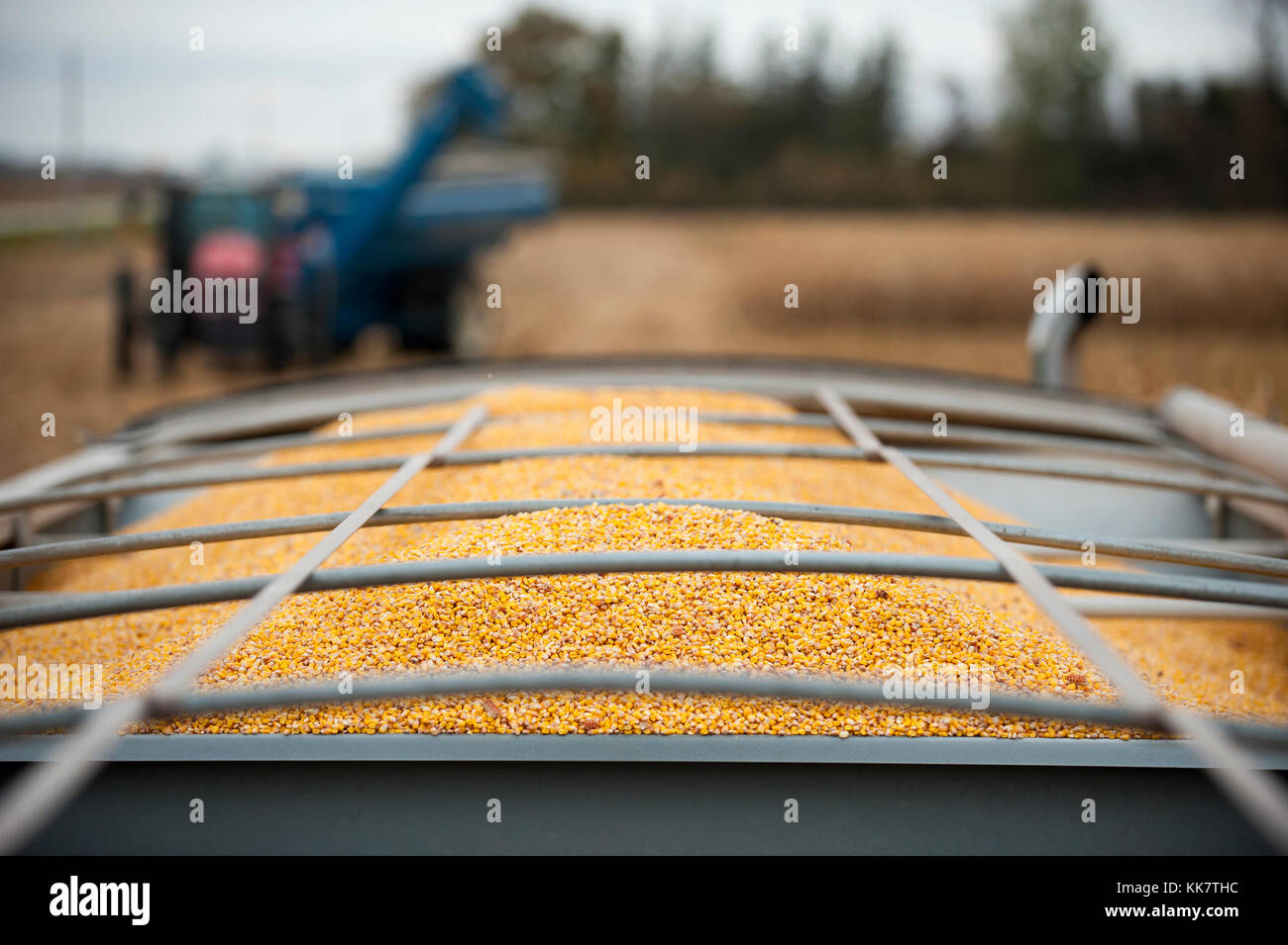 Un camión lleno de carga de maíz recién cosechado en una granja en blooming Prairie, Minnesota. Foto de stock