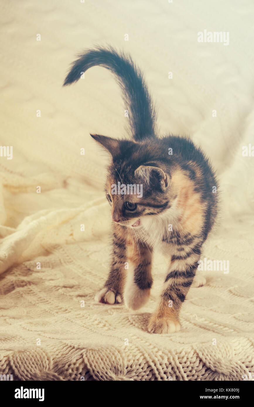 Foto vertical de bonito colorido semanas gatito. gato atigrado, blanco y de color rojo. animal está de pie sobre el tejido blanco luz agradable y cálida manta. Foto de stock