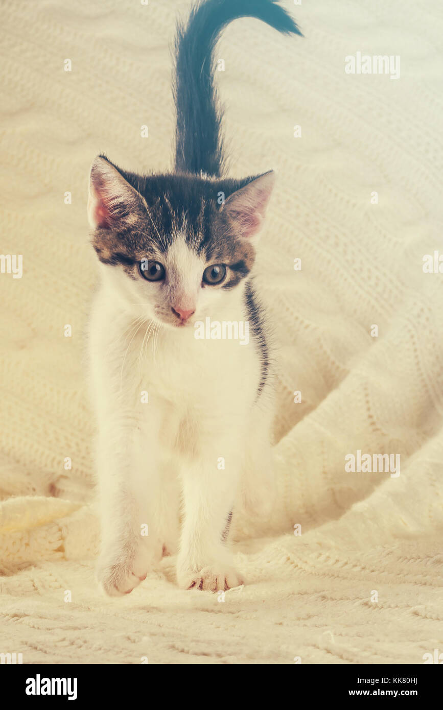 Foto vertical de bonito colorido semanas gatito. cat tiene color blanco y atigrado. animal está de pie sobre el tejido blanco manta. bonita luz cálida es s Foto de stock