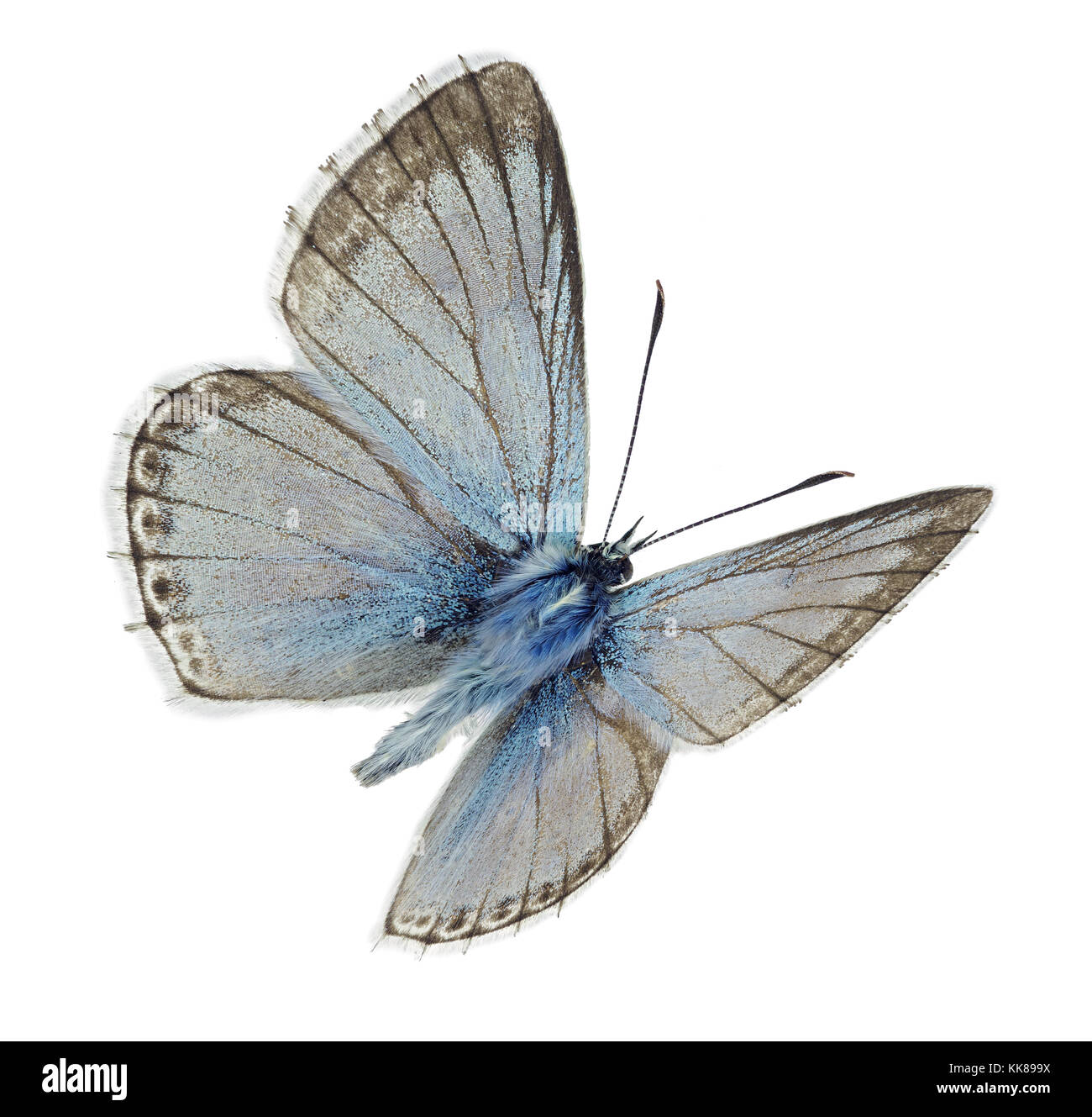 Chalkhill macho azul (Polyommatus coridón) en vuelo Foto de stock
