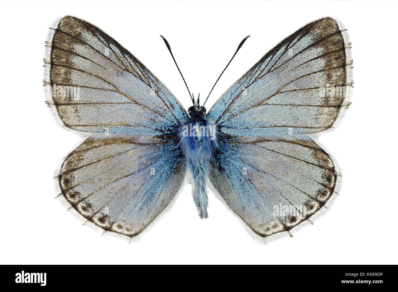 Chalkhill azul (Polyommatus coridón), macho ejemplar Foto de stock