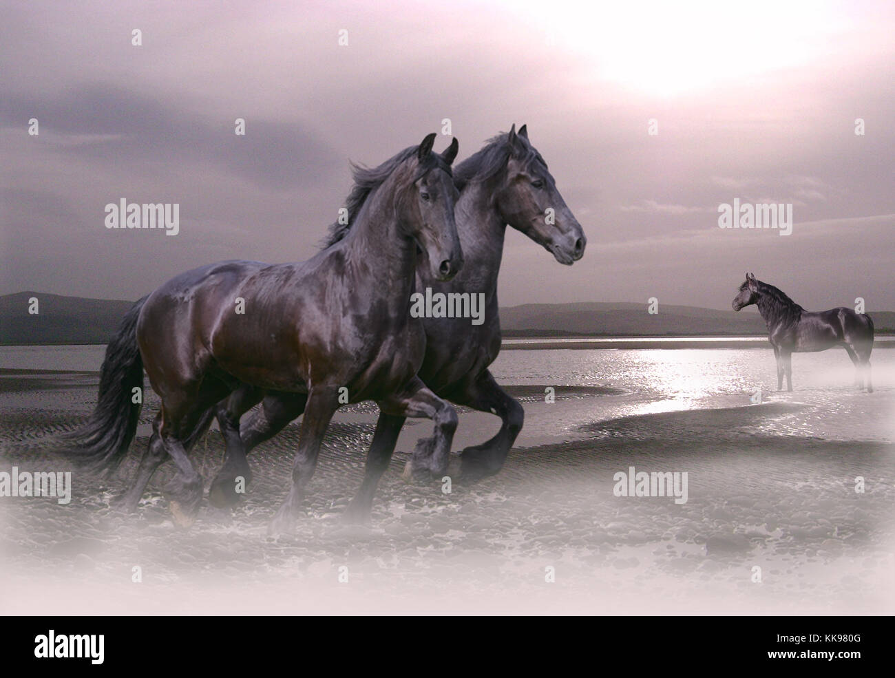 Caballos negros en el mar fotografías e imágenes de alta resolución - Alamy