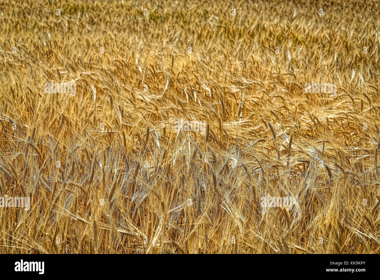 Color amarillo dorado campo de trigo de cerca en aslanbeyli seyitgazi eskişehir köyü,,,,, eskişehir frigya türkiye, i̇ç anadolu bölgesi Foto de stock