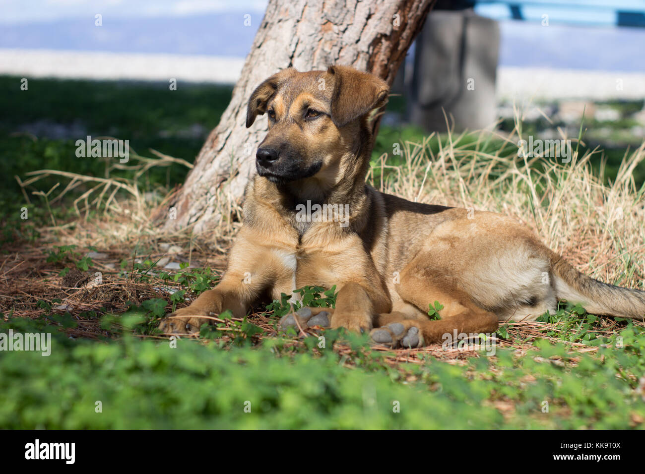 Hermoso perro callejero sentado en la playa bajo la sombra de un árbol y mirando la cámara brown mirando lejos Foto de stock