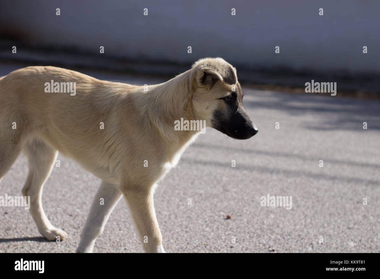 Hermoso perro callejero caminando en una carretera buscando que fuera abandonado Foto de stock