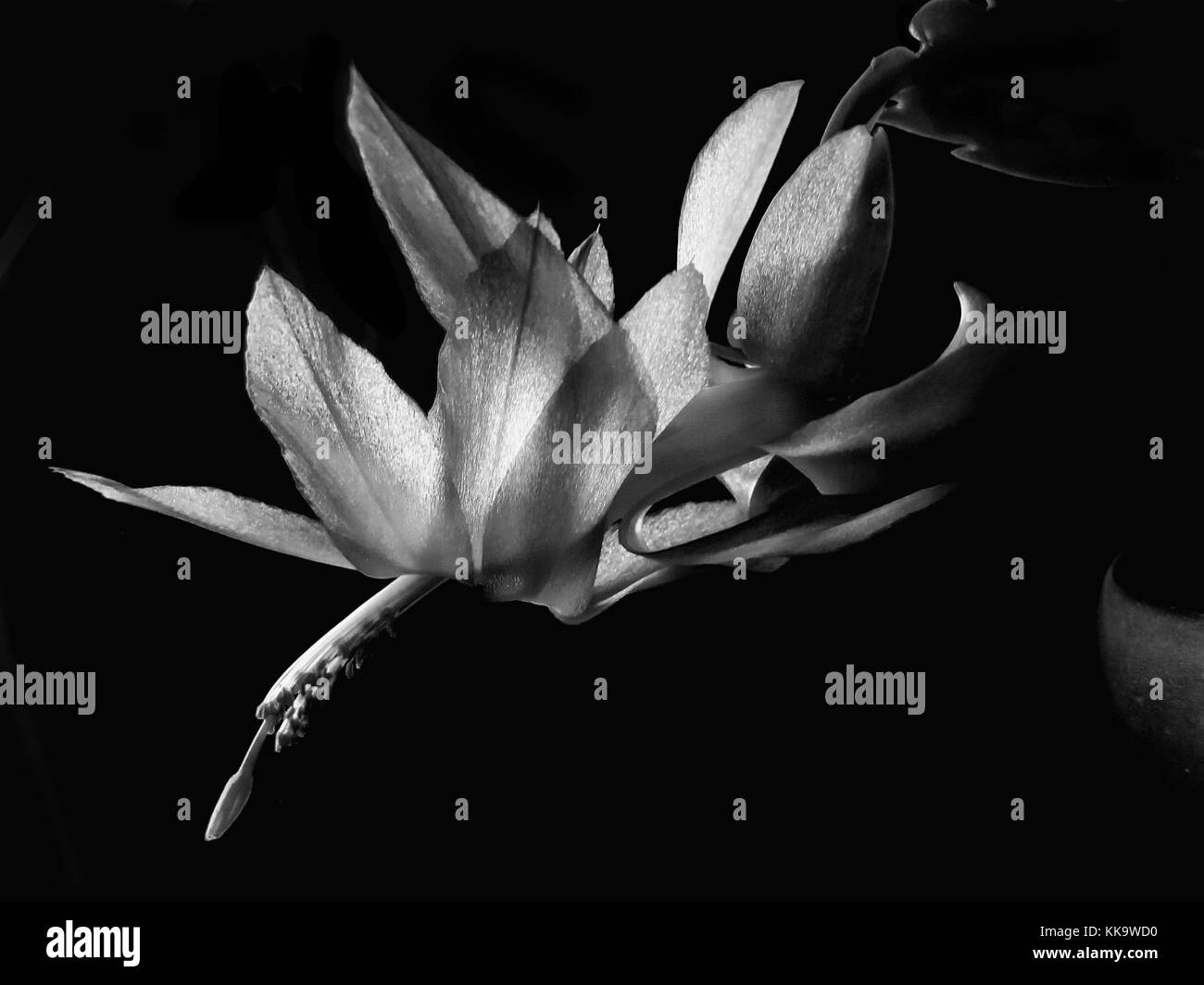 Imagen en blanco y negro de la flor del cactus llamado ephipytic Schlumbergera sobre fondo negro. También es conocido como Navidad o Thanksgiving cactus. Foto de stock