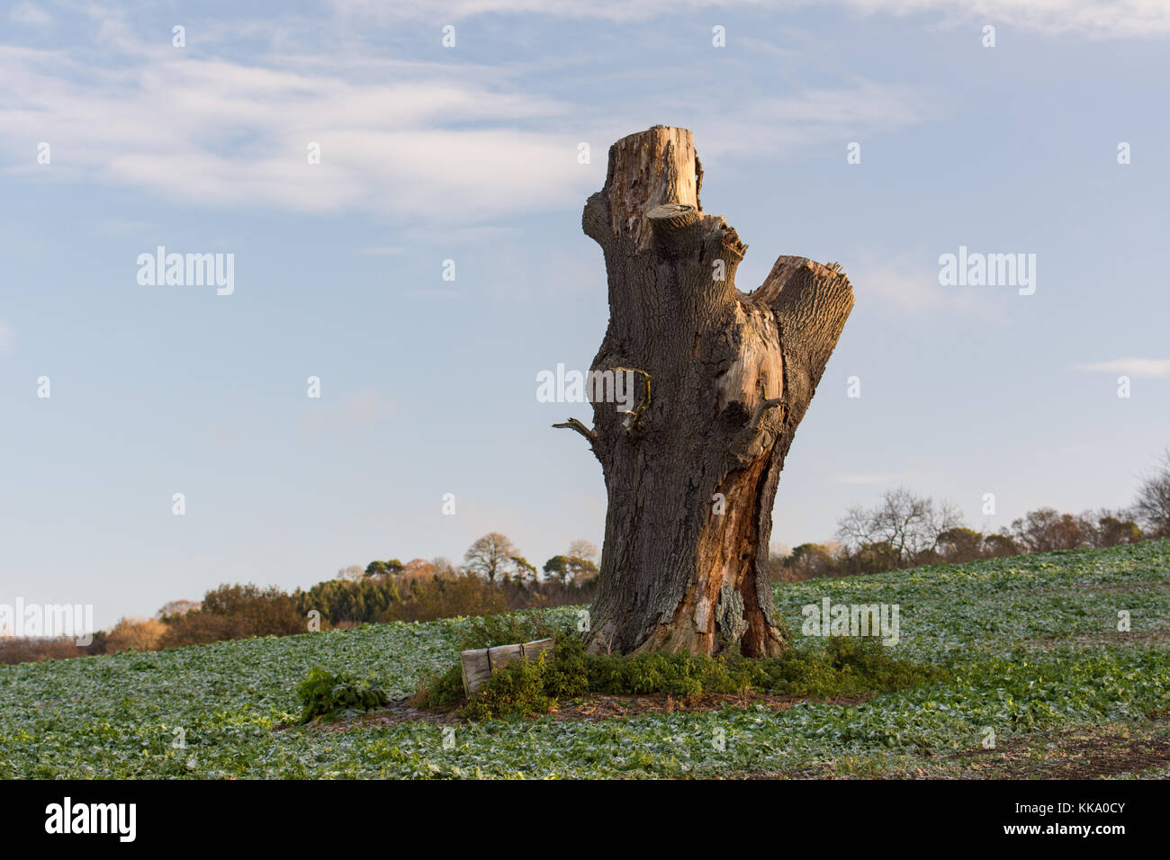 Viejo tocón de árbol en los Cotswolds Foto de stock