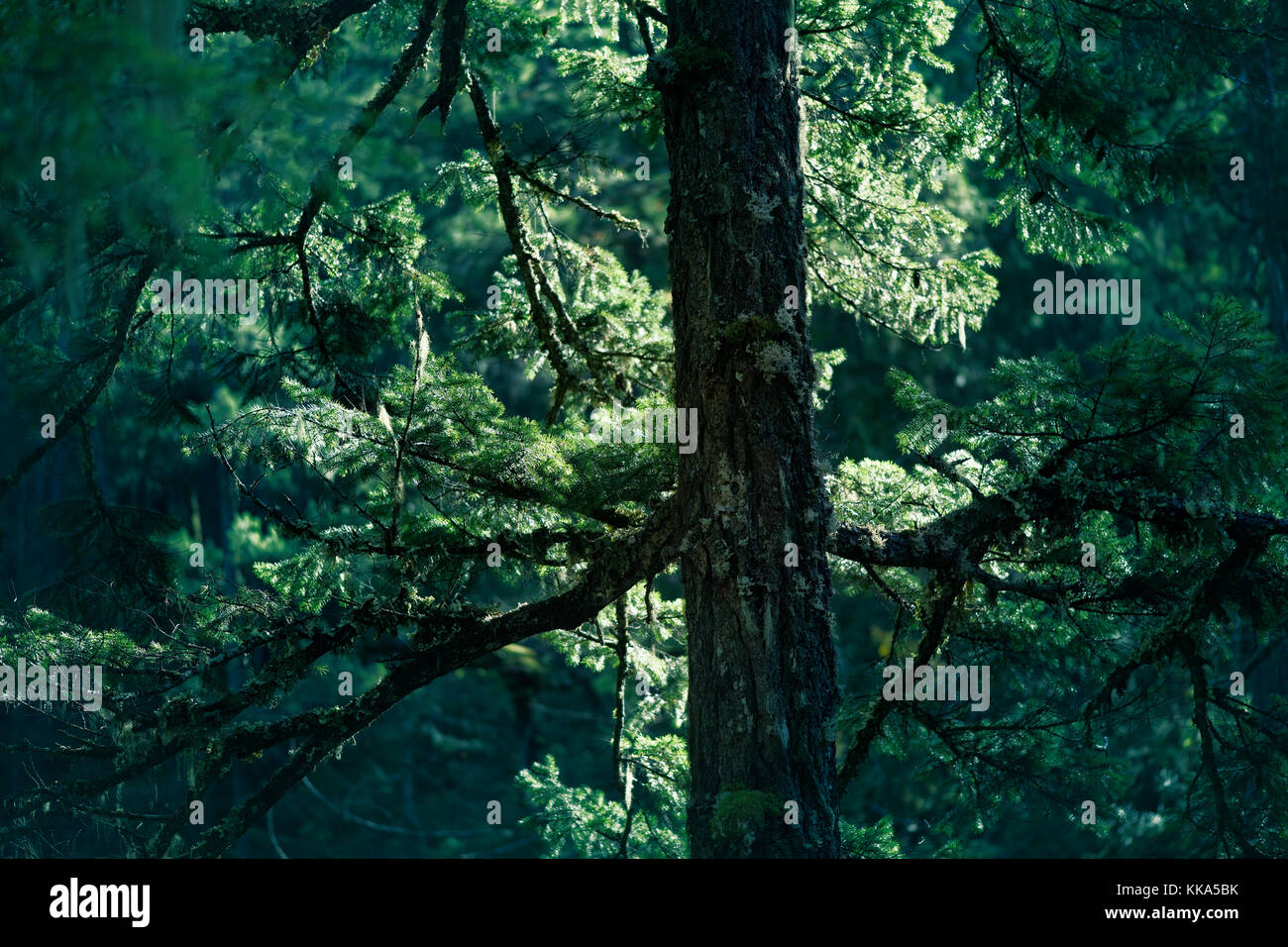 Acercamiento de ramas de abeto duglas brillando en la luz del sol en el verde profundo bosque. La isla de Vancouver, British Columbia, Canadá. Foto de stock