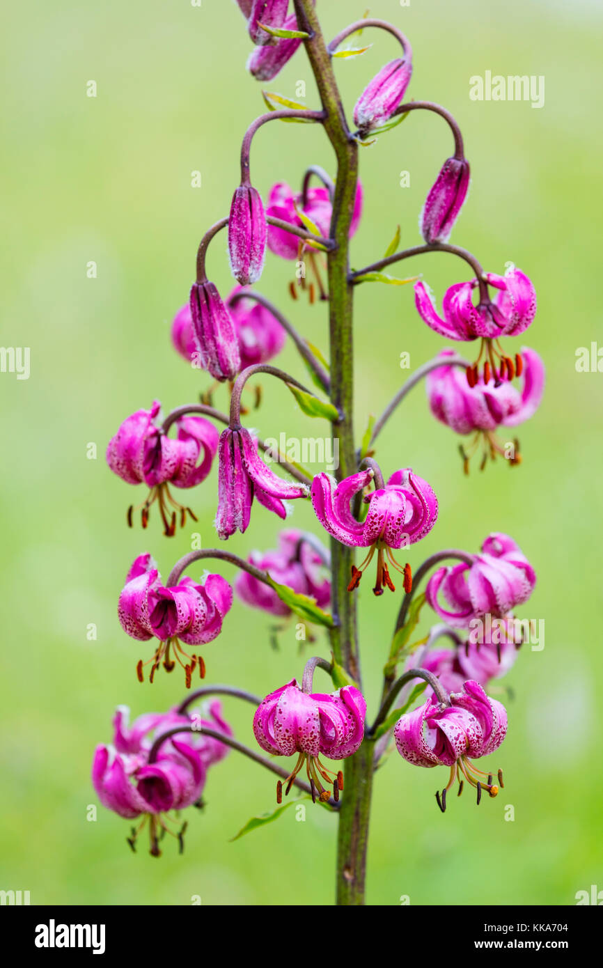 Martagon Lily (Lilium martagon) Col de la Cayolle, Valle de Ubaye, Vallée de l'Ubaye, Alpes Haute Provence, Provenza, Francia, Europa Foto de stock