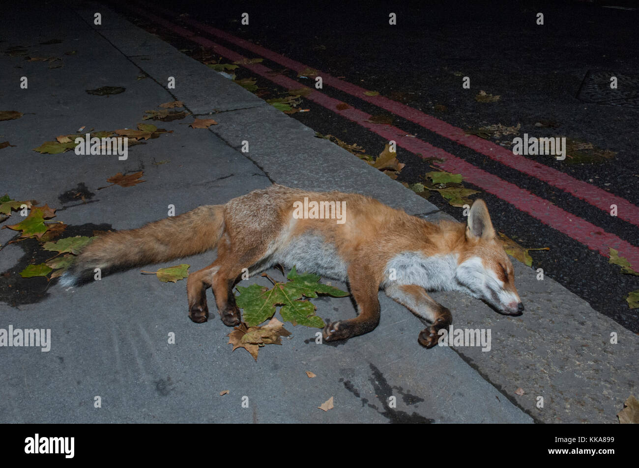 Urbano, el zorro Vulpes vulpes, muertos en la carretera en coche, Londres, Reino Unido. Foto de stock