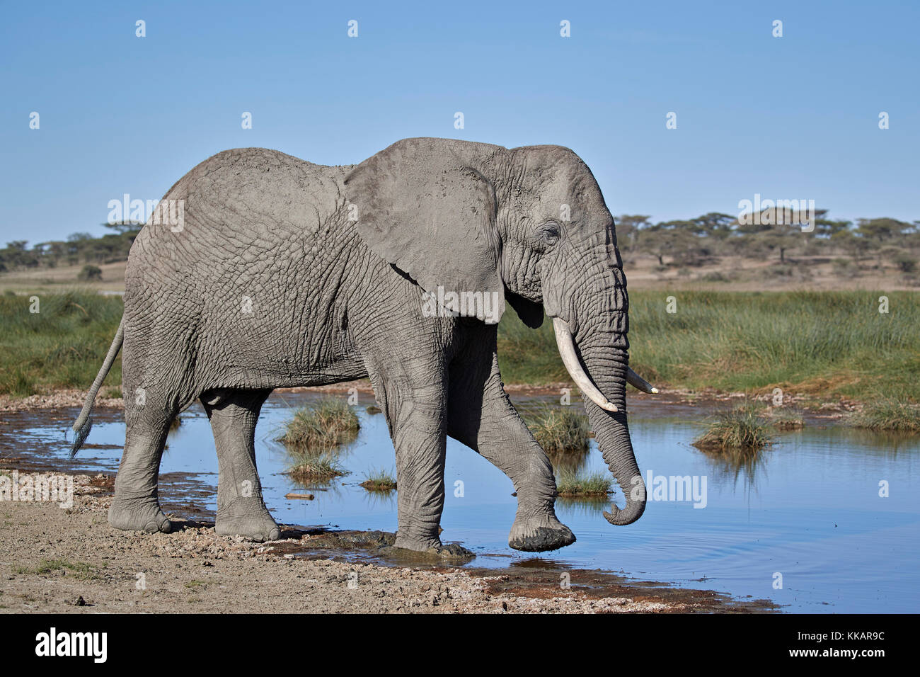 Elefante africano (loxodonta africana), en varones, el área de conservación de Ngorongoro, Tanzania, África oriental, África Foto de stock